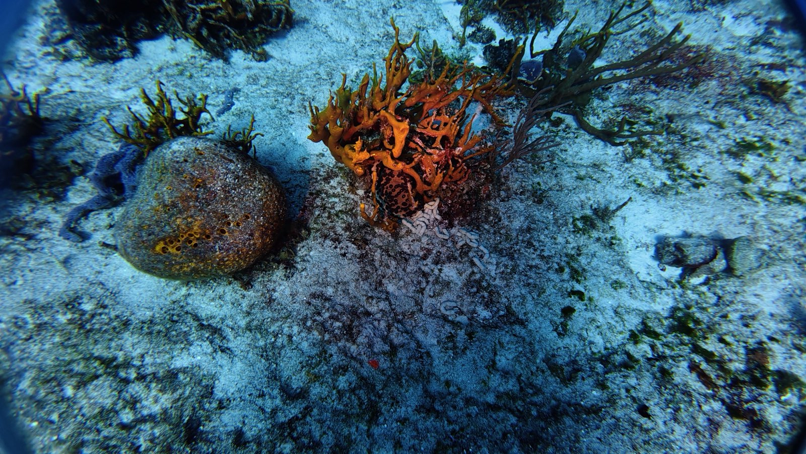 Vibrant Coral Reef in Cozumel, Mexico