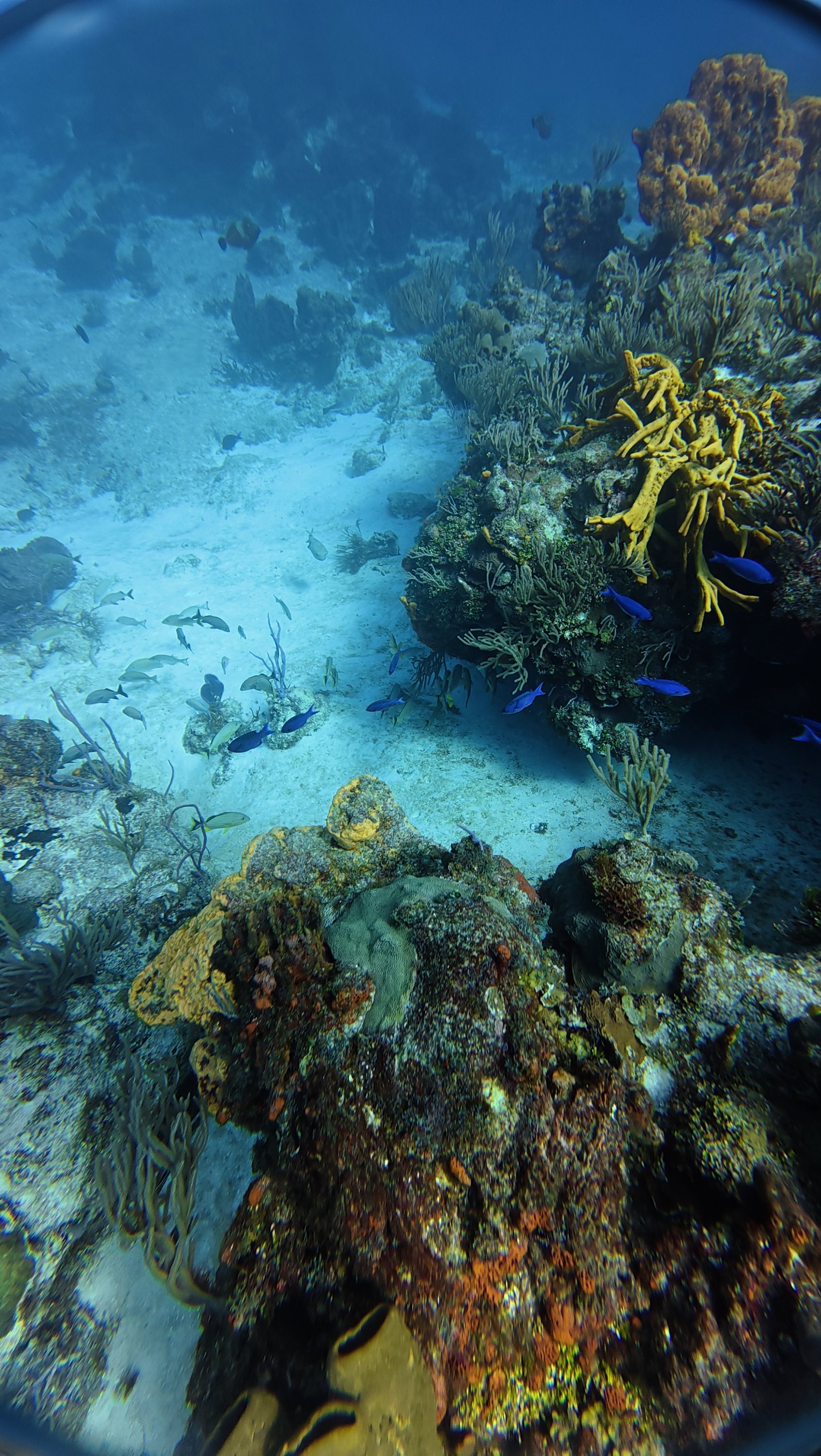 Tropical Marine Life and Sea Sponges